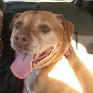 Meet your Posher, Adon